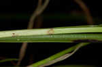 Low spikesedge